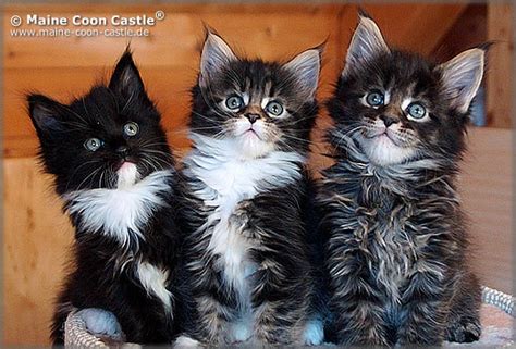 Kaufen sie rassen katzenfutter online bei brekz! Würfe A1 - Z1 der Rassekatzenzucht Maine Coon Castle