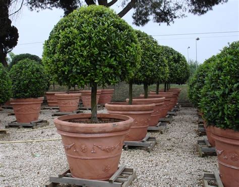 Always Perfect Specimen Trees In Large Clay Pots Large Terracotta