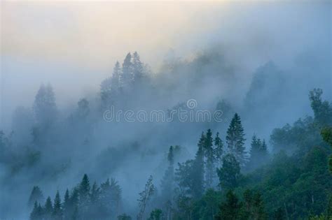 Misty Forest On The Mountain Slope In A Nature Reserve Stock Photo
