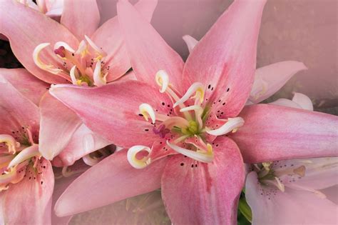 The Complete Guide To Pink Lilies From Growing To Ting