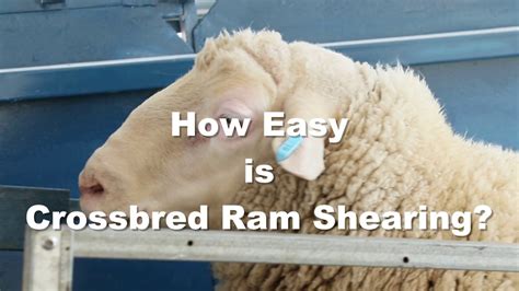 Rambusters Ram Shearing Demo Youtube
