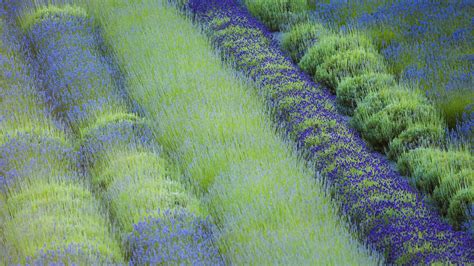 Cowichan Lavender Bing Wallpaper Download