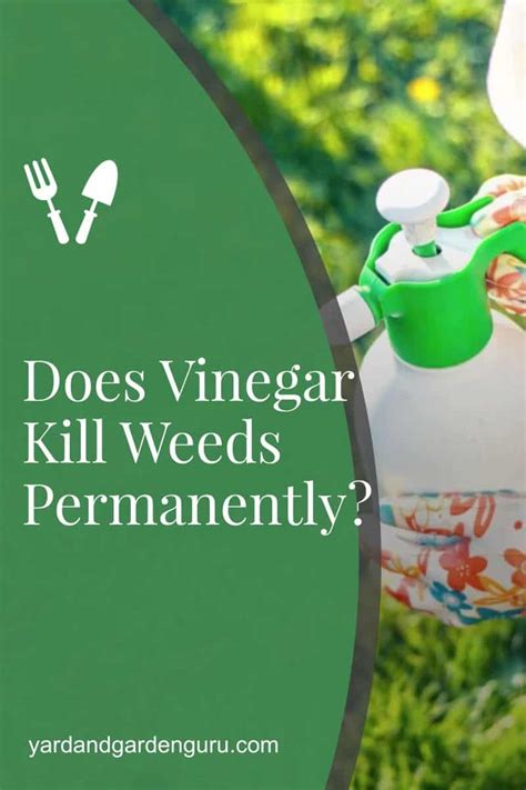 Maybe you would like to learn more about one of these? Does Vinegar Kill Weeds Permanently?
