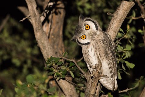 How Do Owls Turn Their Heads