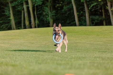 Premium Photo A German Shepherd Dog Runs With A Frisbee In Its Mouth