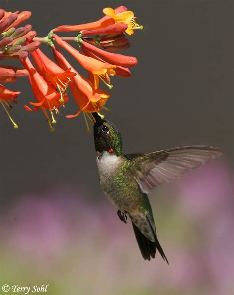 What flowers do hummingbirds like in colorado. Hummingbirds "trapped" in garages and other structures ...