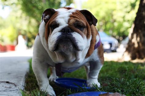 A Guide About The English Bulldog And Its Tail Petvblog