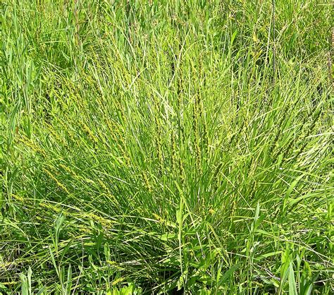 Fox Sedge Carex Vulpinoidea Washtenaw County Conservation District