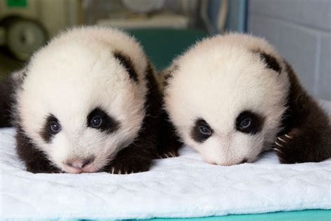 See more ideas about panda bear, baby animals, cute animals. Time-Lapse Video of Baby Giant Panda Twins' First 100 Days