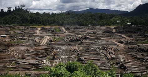 Deforestation A Threat To The Heart Of Borneo The Asean Post