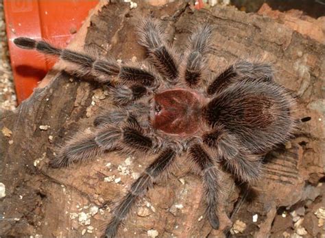 They are easy to feed. Crazy Exotic Pet For Sale: Chilean Rose Tarantula