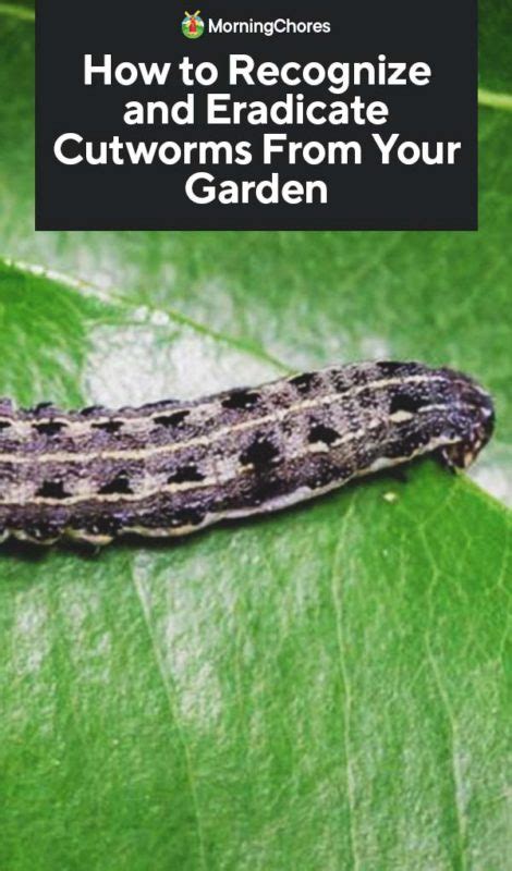 How To Identify And Get Rid Of Cutworms From Your Garden