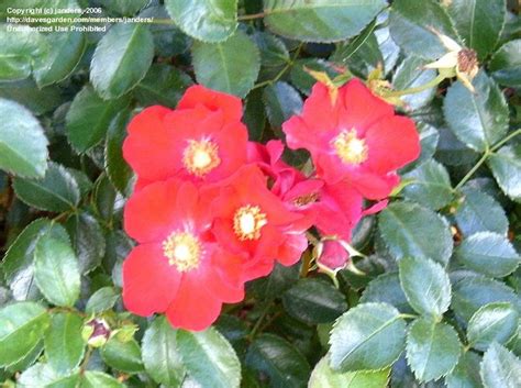 Plantfiles Pictures Floribunda Shrub Rose Flower Carpet Red Rosa