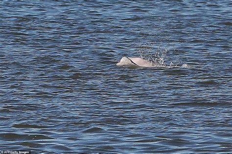 Benny The Beluga Whale Watchers Out In Force To See Arctic Giant Who Swam The 2000 Miles