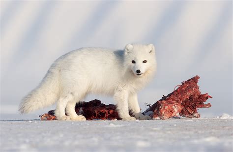 12 Arctic Fox Eating A Ringed Seal 2 Natures Images