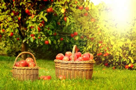 The Complete Apple Tree Care Guide How To Grow And Care For Apple