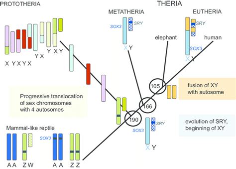 Evolution Of Sex Chromosomes In Mammals Divergence Dates Of Major