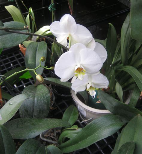 Easy Orchid for Beginners: The Moth Orchid | Growing orchids, Moth orchid, Orchid care