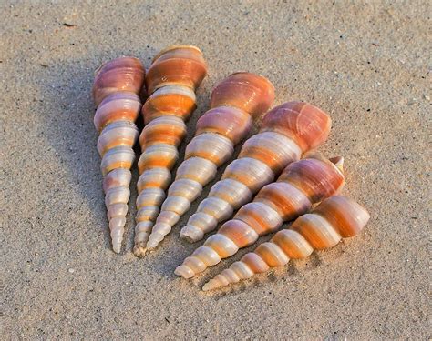 Beach Close Up Conch Sand Sea Shells Seashore Seaside Shells