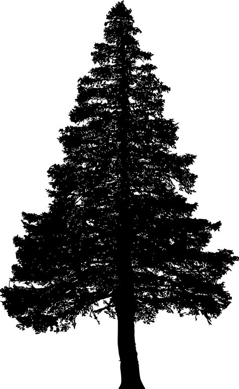 Collection Of Fir Tree Png Black And White Pluspng