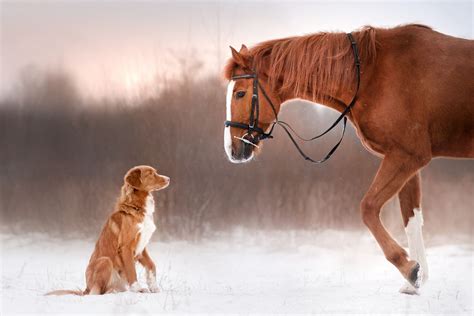 Red Horse And Red Dog Walking In The Field In Winter Canvas Print Wall
