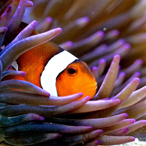 Des pazifischen ozeans lebender) in zahlreichen arten vorkommender farbenprächtiger seefisch … Clownfisch kaufen - Amphiprion ocellaris aquaPro2000
