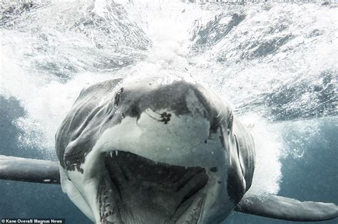 terrifying moment huge great white shark charges at an underwater photographer in australia