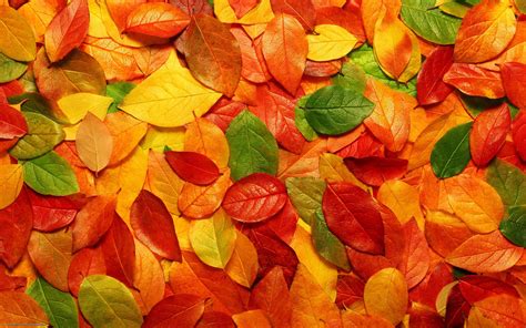 Autumn Leaves Background Wallpaper 2560x1600 80615