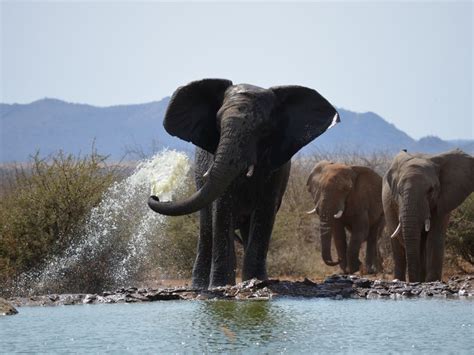 Elephant Bathing Smithsonian Photo Contest Smithsonian Magazine