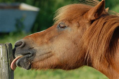 Free Photo Horse Pasture Nature Animal Free Image On Pixabay 795192
