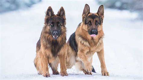 5 Different Types Of German Shepherds Which One Is Best
