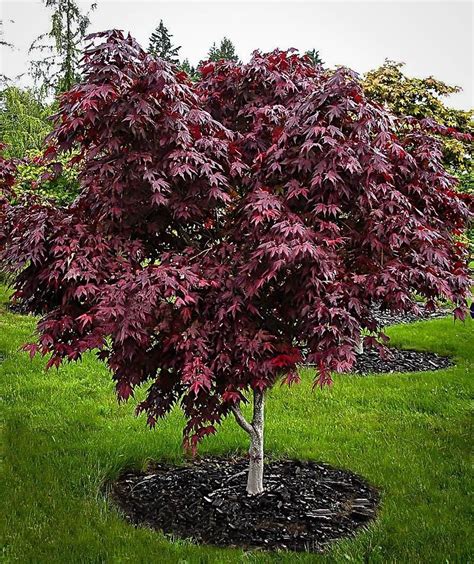Did You Know The Japanese Maple Is One Of The Few Plants That Can Grow