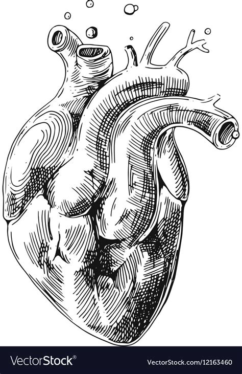 Sketch Of Human Heart Royalty Free Vector Image