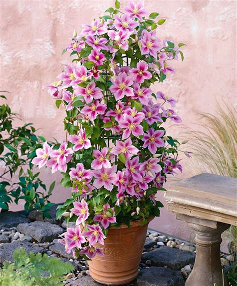 Perfect for growing in containers because it is. Clematis 'Piilu' | Trees & Shrubs | Bakker | Clematis ...