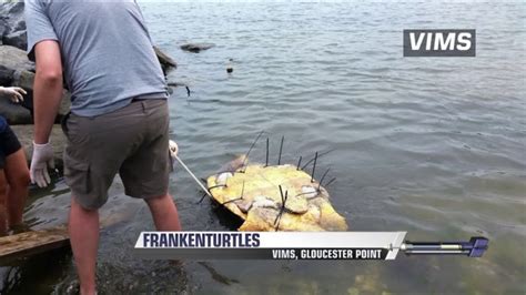 ‘frankenturtles Released Into The Chesapeake Bay By Vims Researchers