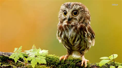 Free Download Owlet Wallpaper Animal Wallpapers 4885 1366x768 For