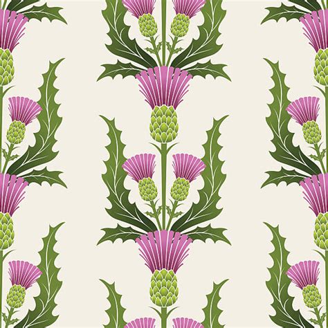 20 Scottish Thistles Silhouette Illustrations Royalty Free Vector