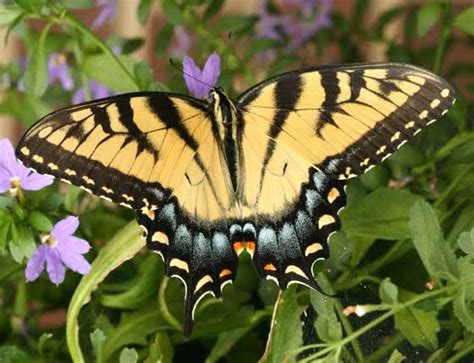 Eastern Tiger Swallowtail Papilio Glaucus A Study In Protective