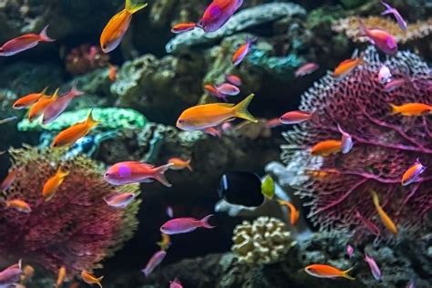 The Aquarium Is Reopening With A Coral Reefs Exhibit Nbc Los Angeles