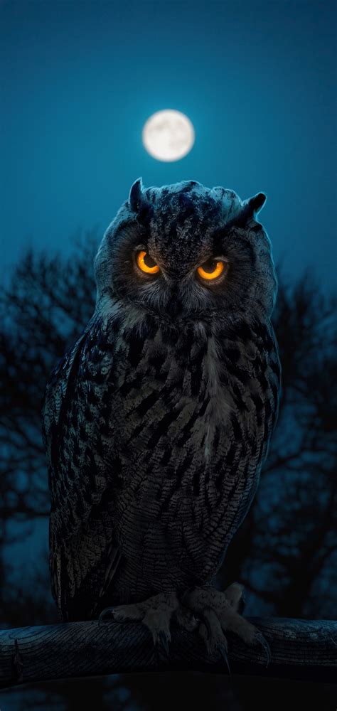 1080x2280 Owl Glowing Eyes One Plus 6huawei P20honor