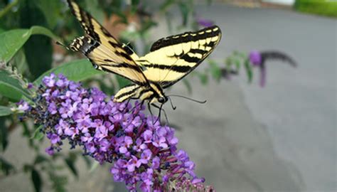Again, many species are specialized to only a few plant species. What Types of Flowers Do Butterflies Eat? | Garden Guides