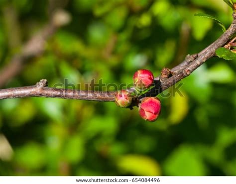 Japanese Quince Chaenomeles Japonica Flower Buds Stock Photo 654084496