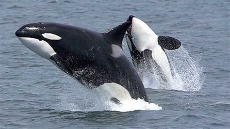 Orca Awesome Jumps Out Of The Water Killer Whaleorca Jumps Youtube