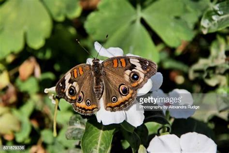 Common Buckeye Butterfly Photos And Premium High Res Pictures Getty
