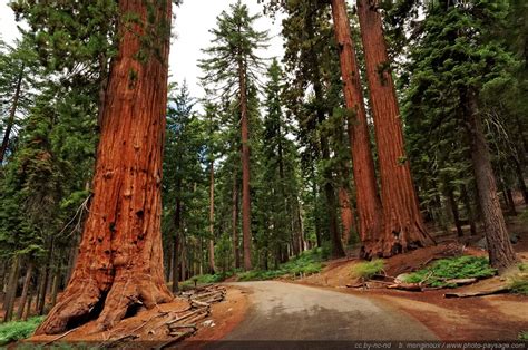 Sequoiadendron Giganteum The Giant Sequoia Happy Botanist