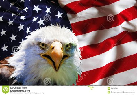 North American Bald Eagle On American Flag Stock Photo