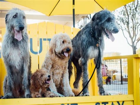 Mutts Canine Cantina Coming To Watters Creek Plano Magazine
