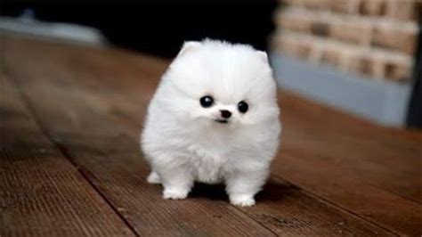Small Fluffy Dog Breeds1400686288 540×304 Cute