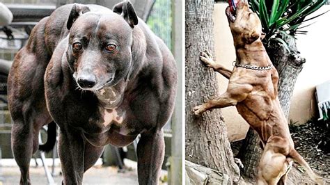 Muscular Dogs Wallpapers Wallpaper Cave