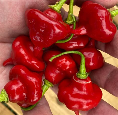 Aji Cachucha Red Sweet Pepper Premium Seed Packet More Etsy